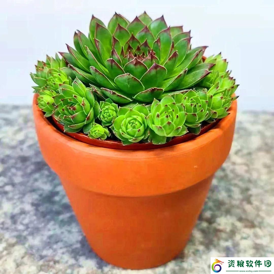 “肉觀音蓮”-笑談科技界的“獨樹一幟”
