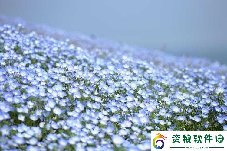 藝術學院滿天星法版免費：獨特的藝術魅力展現(xiàn)